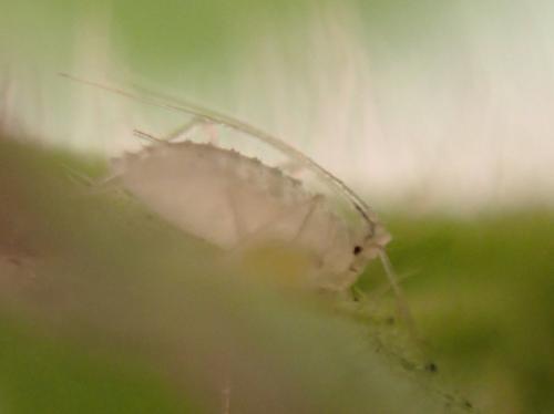 Réf. 348 629 : Cryptomyzus galeopsidis